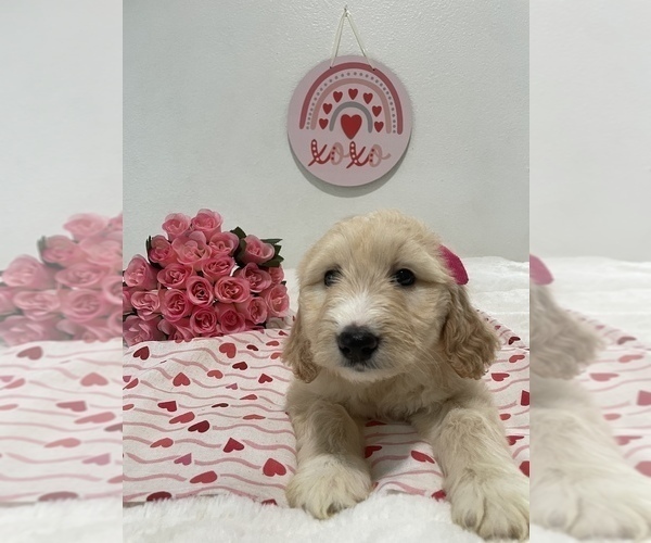 Full screen Photo #2 Goldendoodle Puppy For Sale in NORTH HIGHLANDS, CA, USA