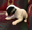 Small Photo #2 Jack Russell Terrier Puppy For Sale in REBERSBURG, PA, USA
