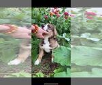 Small Photo #21 Bernese Mountain Dog-Caucasian Shepherd Dog Mix Puppy For Sale in STEVENS, PA, USA