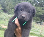 Small Photo #3 Shepradors Puppy For Sale in HARRISON, AR, USA