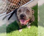 Small Photo #10 American Staffordshire Terrier-Unknown Mix Puppy For Sale in Lake Forest, CA, USA