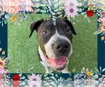 Small #2 American Bandogge mastiff