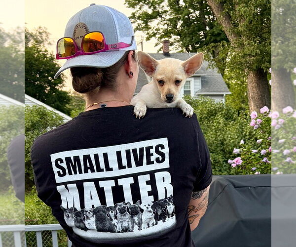 Medium Photo #3 Chihuahua-Unknown Mix Puppy For Sale in Canton, CT, USA