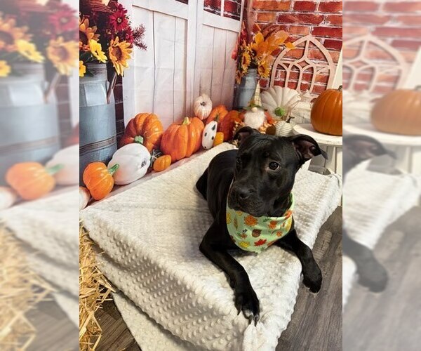 Medium Photo #2 Mutt Puppy For Sale in Evansville, IN, USA