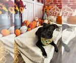 Small Photo #2 Mutt Puppy For Sale in Evansville, IN, USA