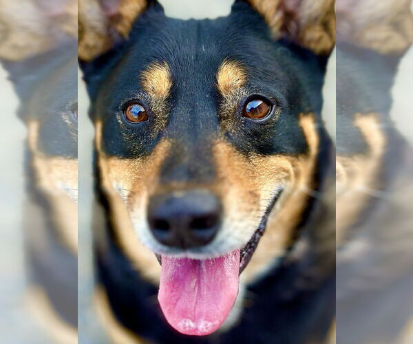 Medium Photo #4 Mutt Puppy For Sale in West Cornwall, CT, USA