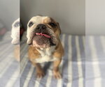 Small #8 Bulldog