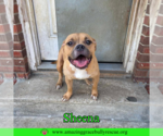 Small #1 American Bulldog Mix