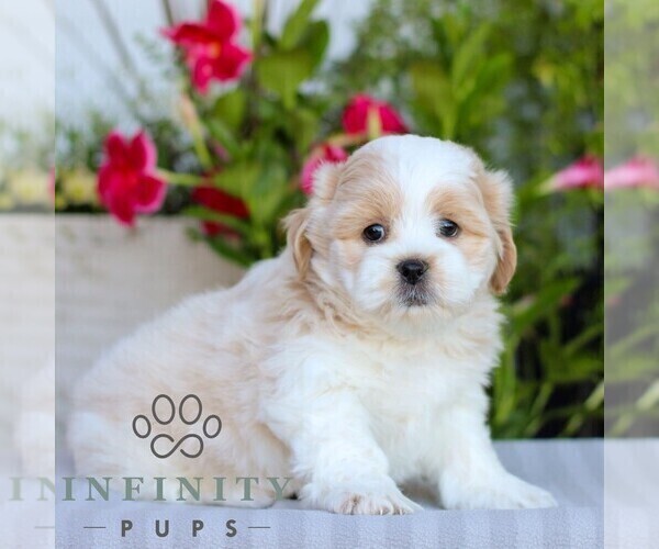 Medium Photo #4 Zuchon Puppy For Sale in GORDONVILLE, PA, USA