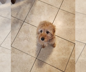 Goldendoodle (Miniature) Puppy for sale in MILWAUKEE, WI, USA