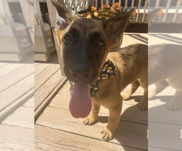 Medium Photo #2 German Shepherd Dog-Unknown Mix Puppy For Sale in Imlay City, MI, USA