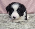 Small Photo #3 Border Collie Puppy For Sale in BLAKESBURG, IA, USA