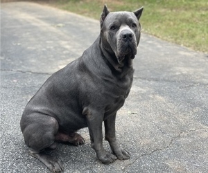 Father of the Cane Corso puppies born on 10/19/2022