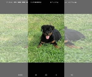 Rottweiler Puppy for Sale in JURUPA VALLEY, California USA