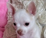 Image preview for Ad Listing. Nickname: Bad Bunny