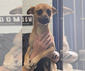 Chihuahua Dogs for adoption in Corpus Christi, TX, USA