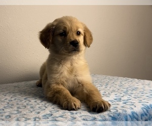 Golden Retriever Puppy for sale in FRANKLIN, IN, USA
