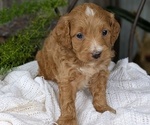 Small Photo #73 Cavapoo Puppy For Sale in GOSHEN, IN, USA