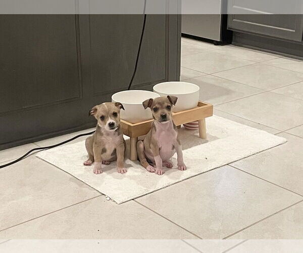 Medium Photo #3 Labrador Retriever-Unknown Mix Puppy For Sale in The Woodlands, TX, USA