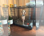 Small #2 Great Dane