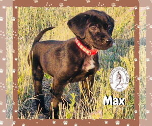 Treeing Walker Coonhound-Unknown Mix Dogs for adoption in Red Lodge, MT, USA