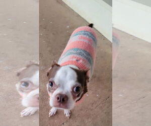 Boston Terrier Dogs for adoption in Little Elm, TX, USA