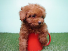 Small Photo #7 Poodle (Miniature) Puppy For Sale in LA MIRADA, CA, USA