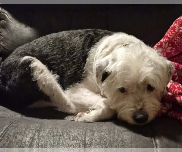 Medium Photo #1 Mutt Puppy For Sale in Brooklyn Center, MN, USA