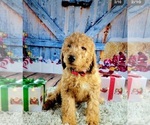 Small Photo #2 Goldendoodle Puppy For Sale in ADELANTO, CA, USA