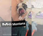 Small Photo #2 Boston Terrier Puppy For Sale in Foristell, MO, USA