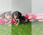 Small Photo #1 Dachshund Puppy For Sale in DAYTONA BEACH, FL, USA