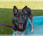 Small #1 Gerberian Shepsky