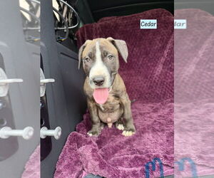American Pit Bull Terrier-Labrador Retriever Mix Dogs for adoption in Brewster, NY, USA