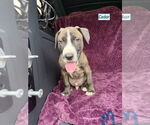 Small American Pit Bull Terrier-Labrador Retriever Mix