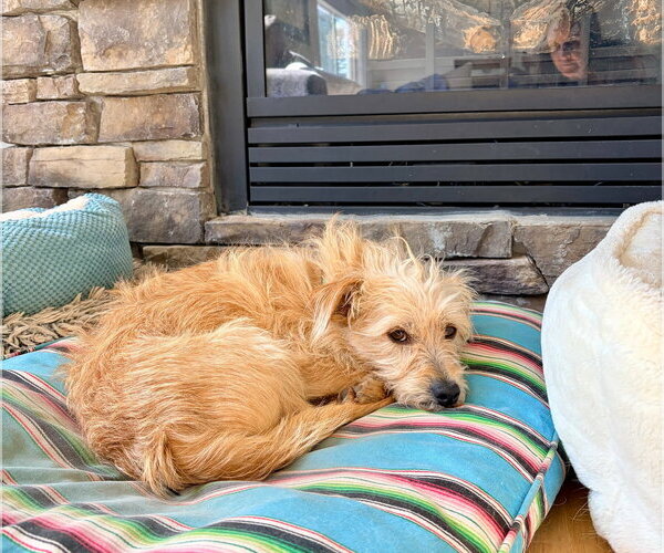 Medium Photo #8 Mutt Puppy For Sale in Sandy, UT, USA