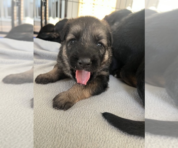 Medium Photo #5 German Shepherd Dog Puppy For Sale in LEHIGH ACRES, FL, USA