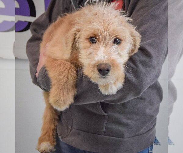 Medium Photo #4 Mutt Puppy For Sale in Huntley, IL, USA