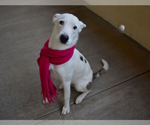 Medium Photo #2 Great Pyrenees-Unknown Mix Puppy For Sale in McKinney, TX, USA
