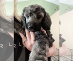 Small Photo #2 Poodle (Standard) Puppy For Sale in BROOMFIELD, CO, USA