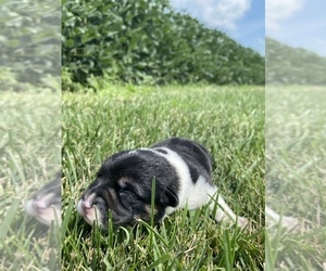 Pembroke Welsh Corgi Puppy for sale in ARTHUR, IL, USA