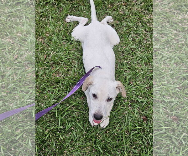 Medium Photo #15 Beagle-Unknown Mix Puppy For Sale in Wakefield, RI, USA