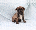 Small French Bulldog