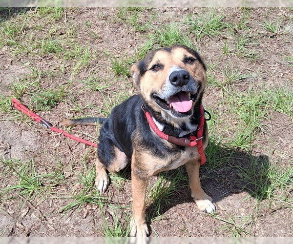 Medium Photo #2 Texas Heeler-Unknown Mix Puppy For Sale in Ocala, FL, USA