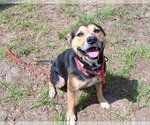 Small #1 Texas Heeler Mix