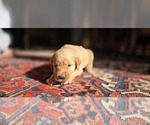 Image preview for Ad Listing. Nickname: Peanut