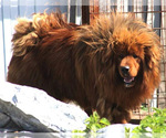 Small #2 Tibetan Mastiff