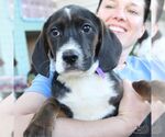 Small Photo #4 Border Collie-Unknown Mix Puppy For Sale in Washington, DC, USA