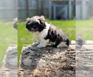Shih Tzu Puppy for Sale in BEECH GROVE, Indiana USA