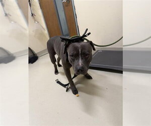 Mutt Dogs for adoption in Fremont, CA, USA