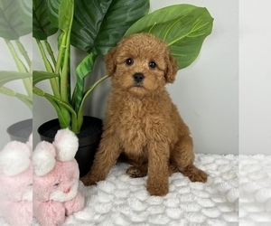 Goldendoodle (Miniature) Puppy for sale in FRANKLIN, IN, USA